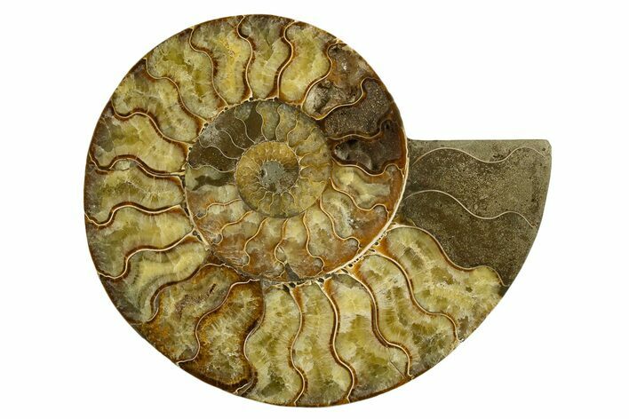 Cut & Polished Ammonite Fossil (Half) - Madagascar #317848